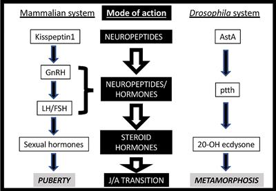 Timing the Juvenile-Adult Neurohormonal Transition: Functions and Evolution